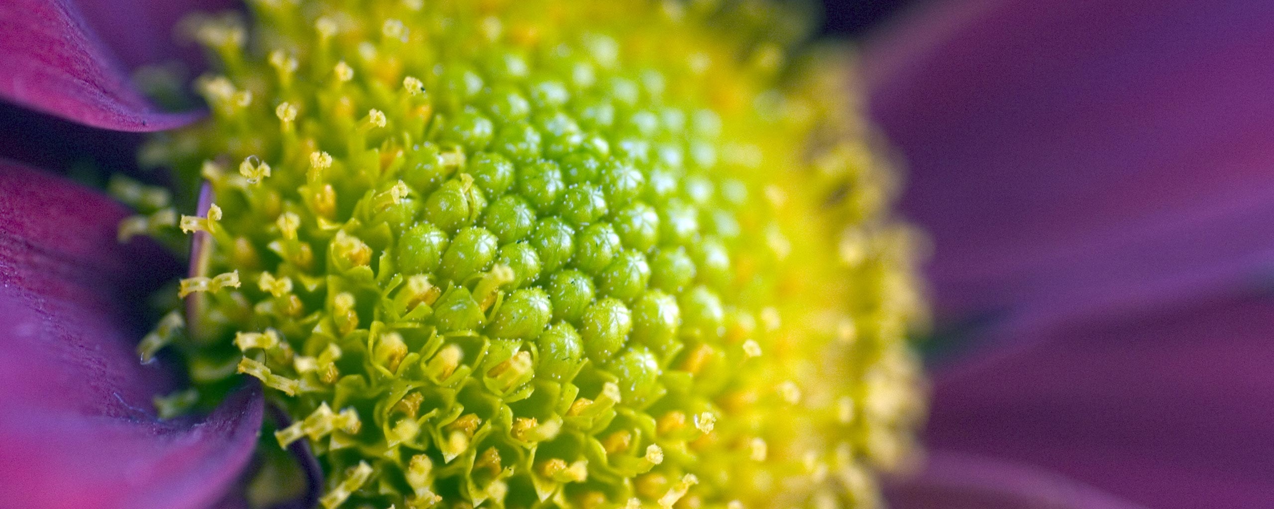 Цветок обои