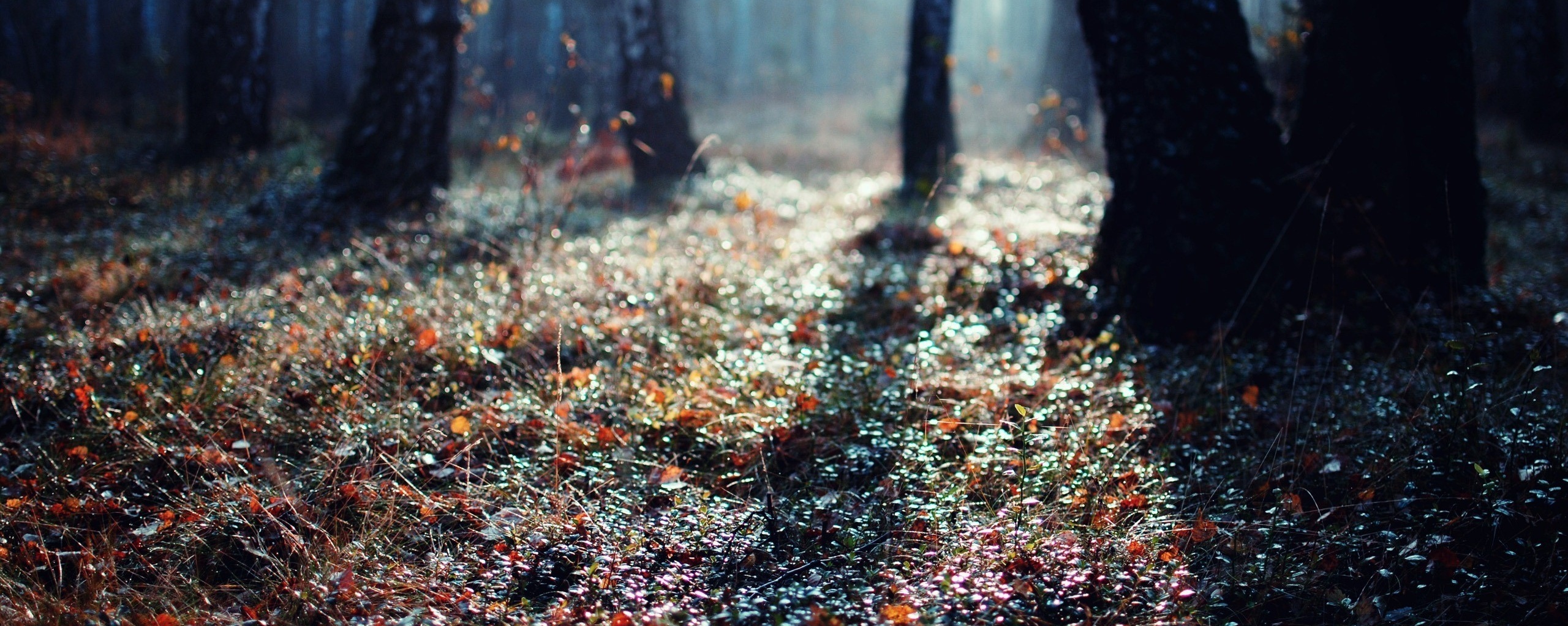 Лесная земля обои