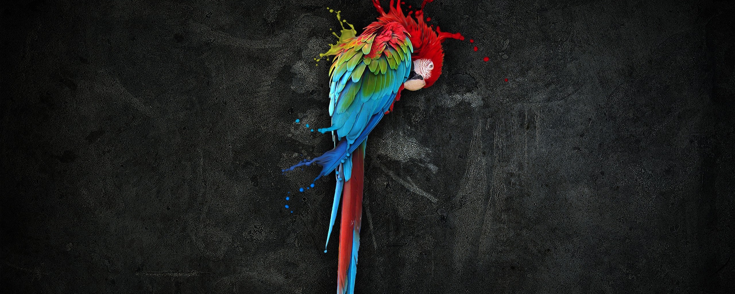 Попугай обои