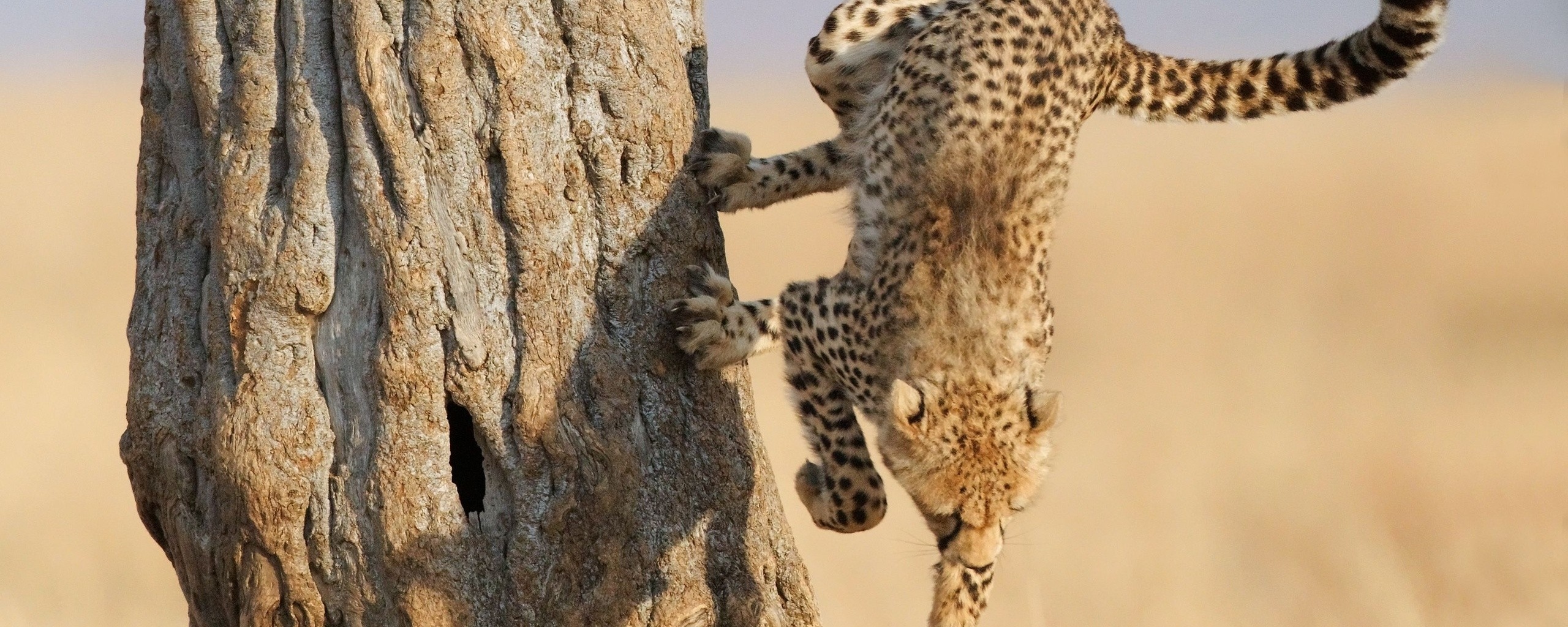 Скалолаз обои