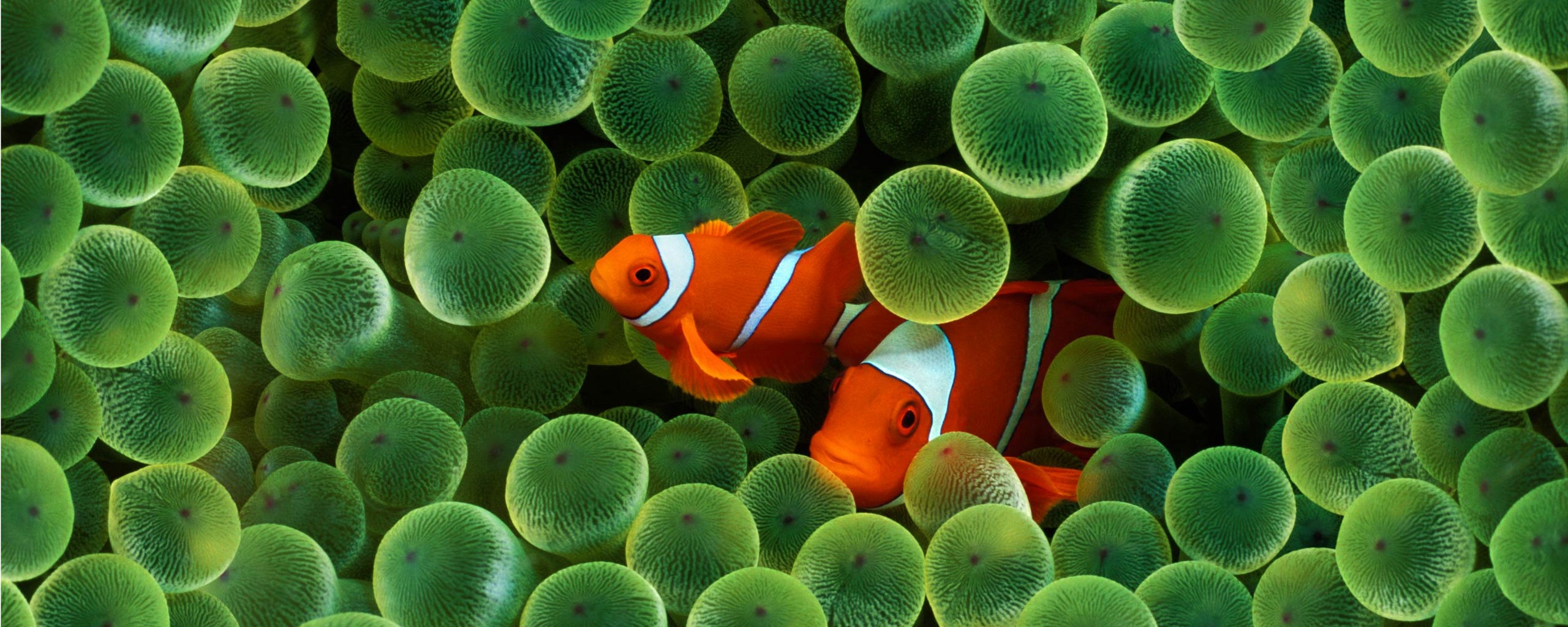 Рыбка клоун стандартные обои iPhone обои