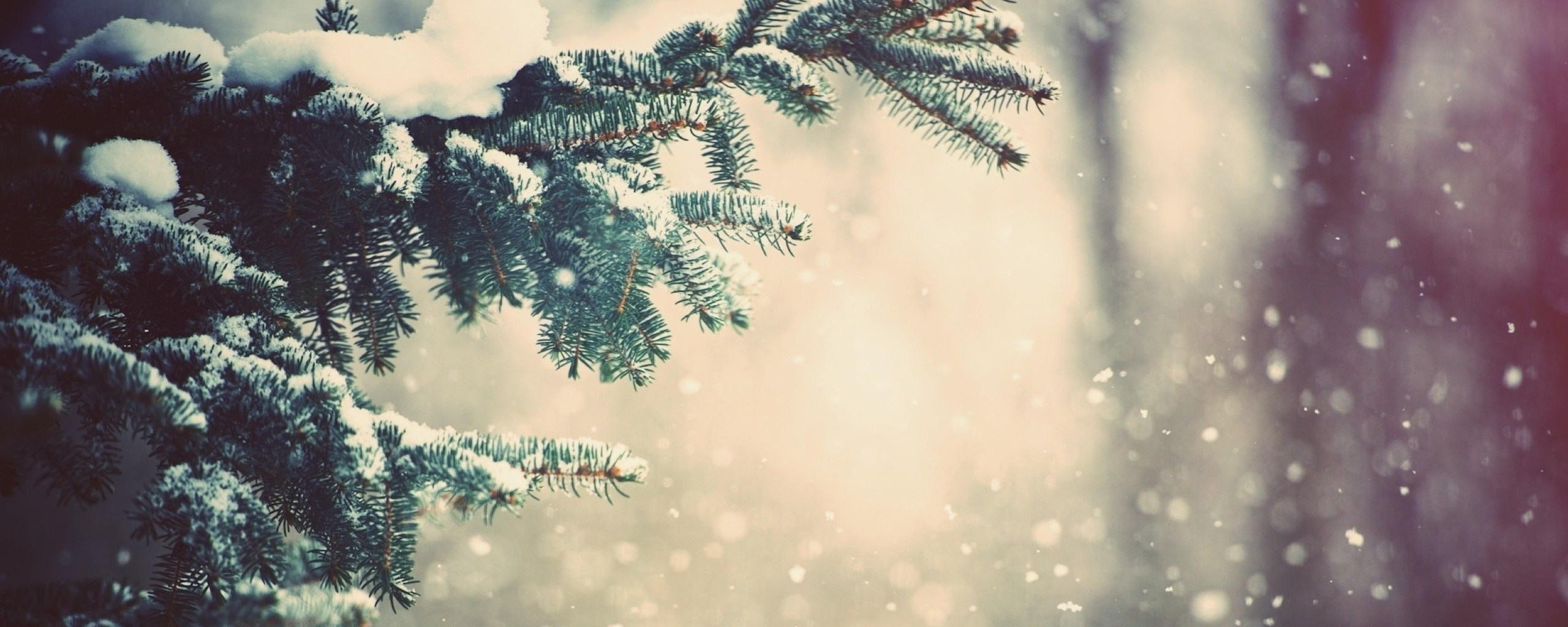 Еловые лапы в снегу обои