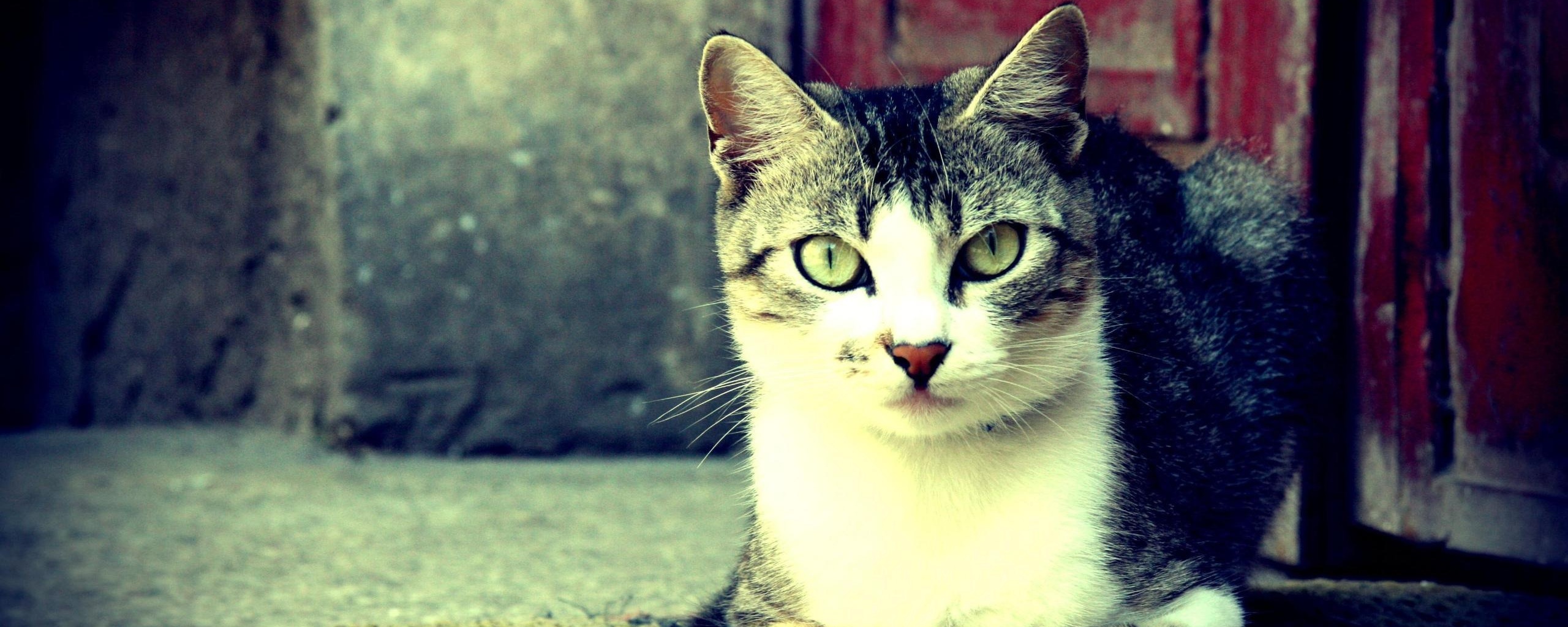 Кошечка на подстилке обои