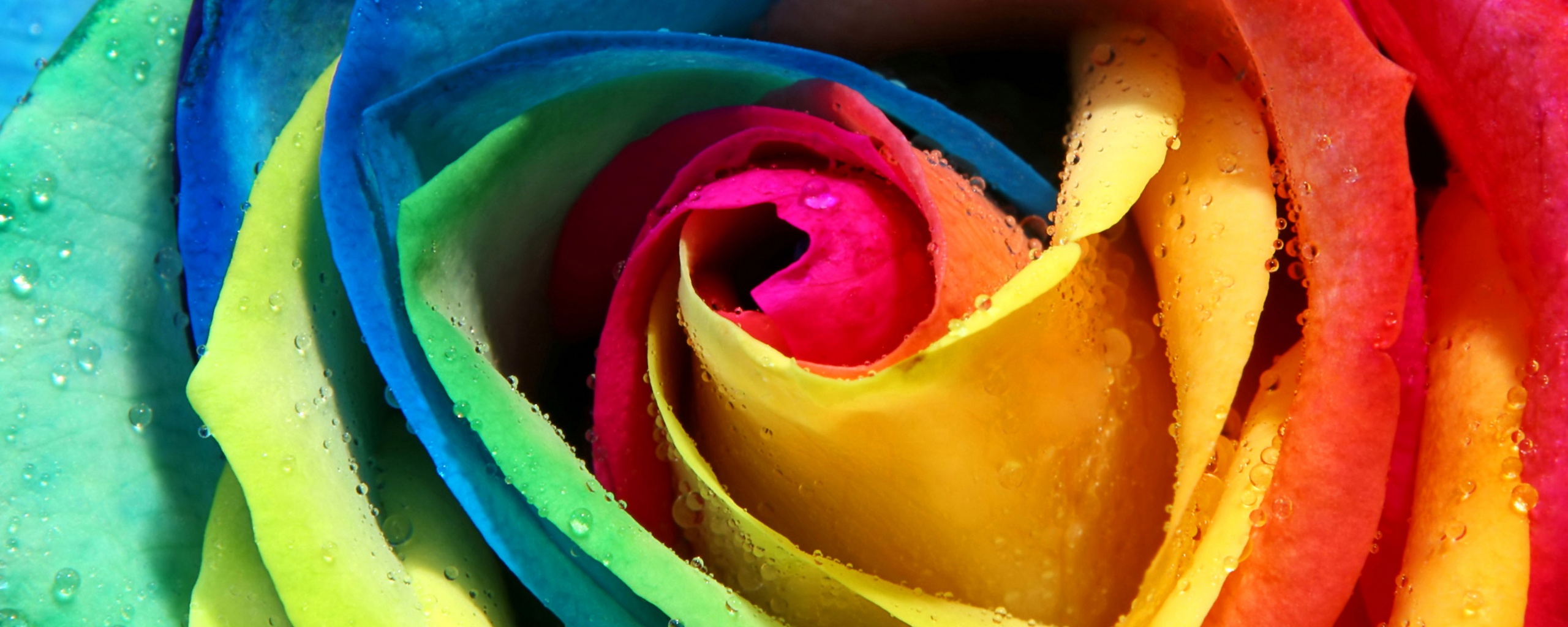 Радужная роза обои