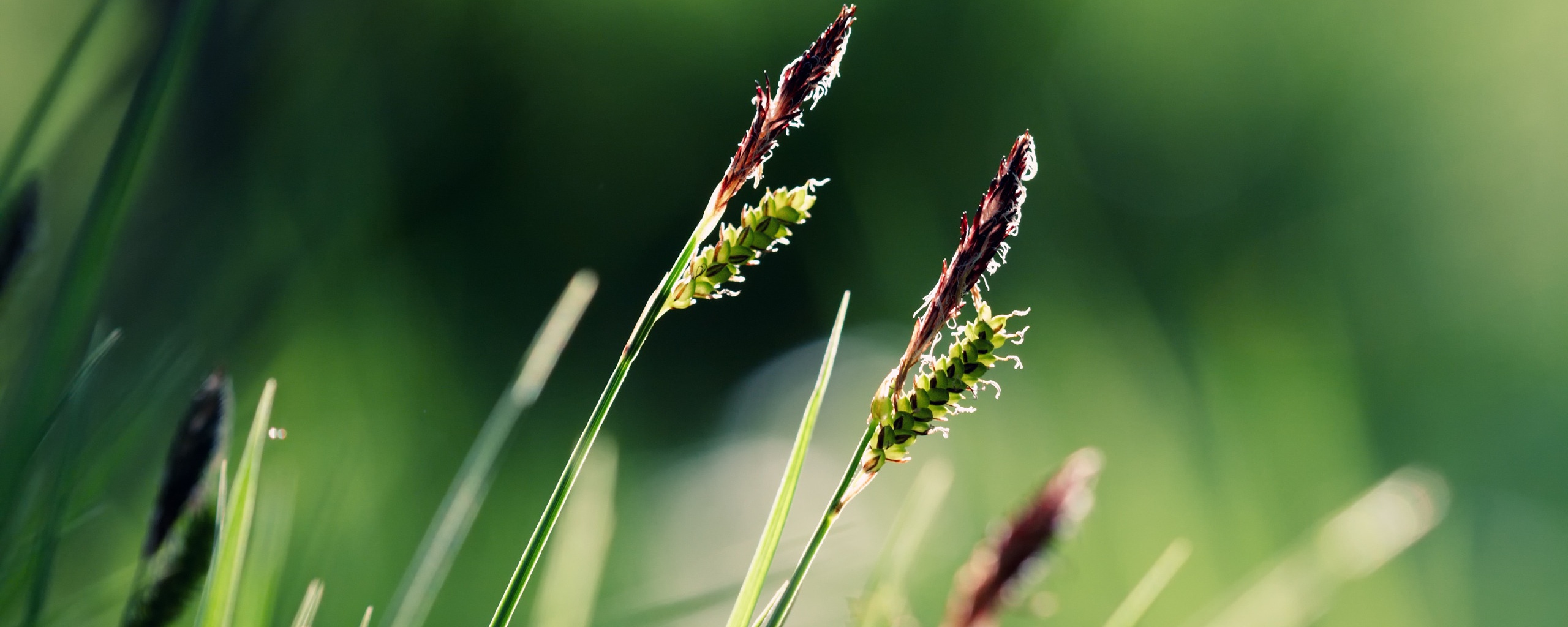 Макро фото луговой травы обои