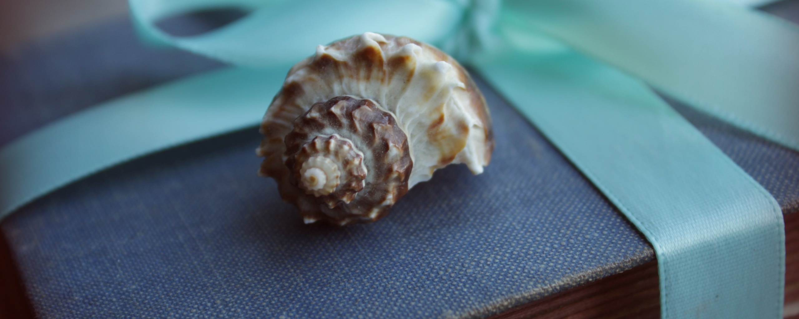 Ракушка на подарочном альбоме обои