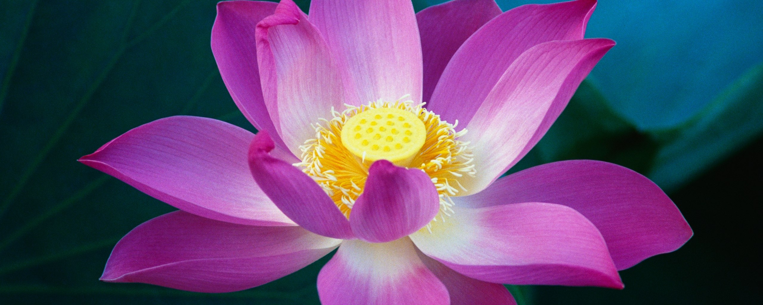 Сиреневый цветок обои