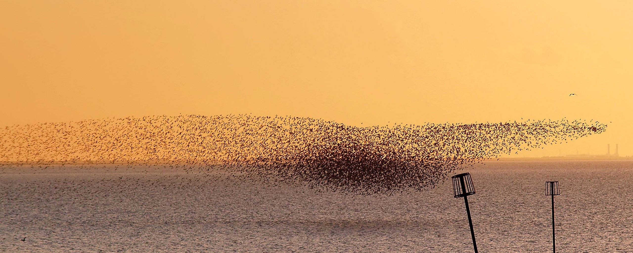 Взлетающая стая птиц обои
