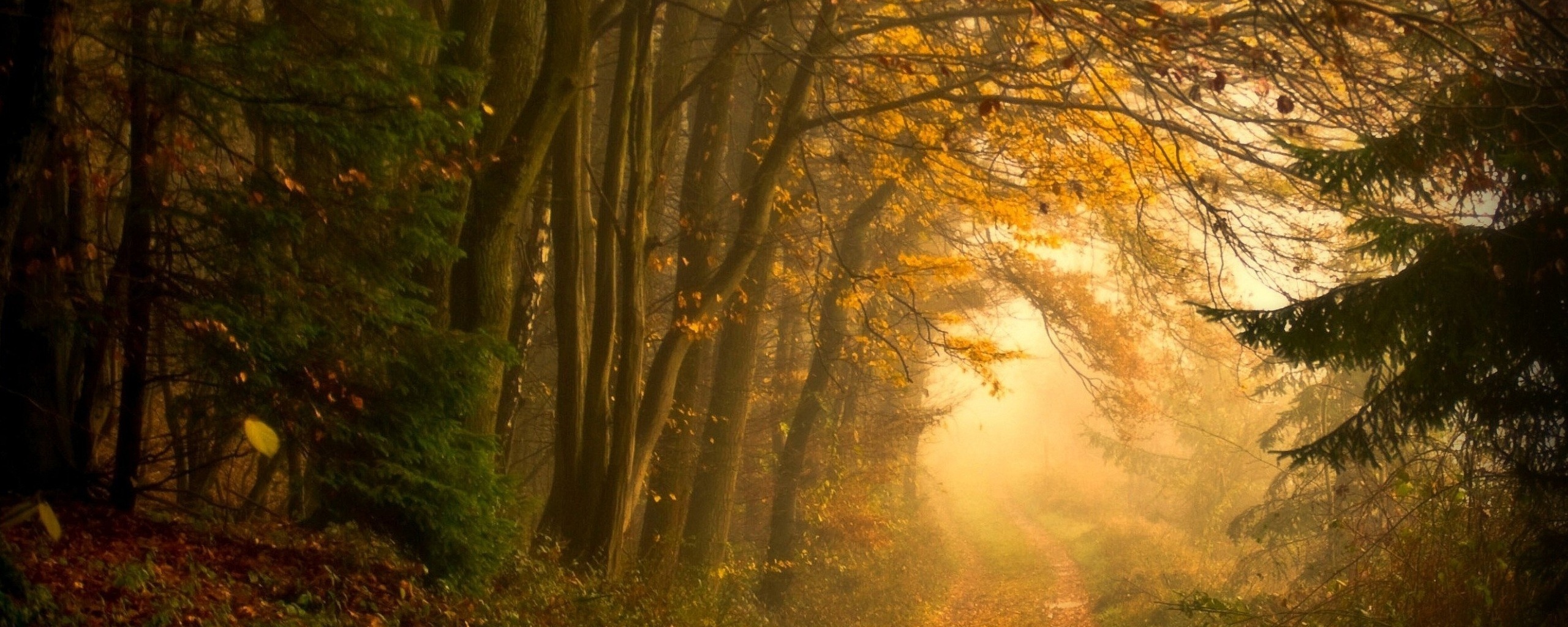 Дорожка заваленная листьями обои