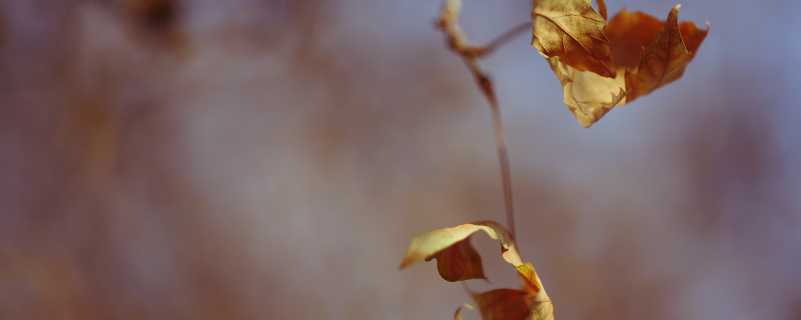 Увядшие листья обои