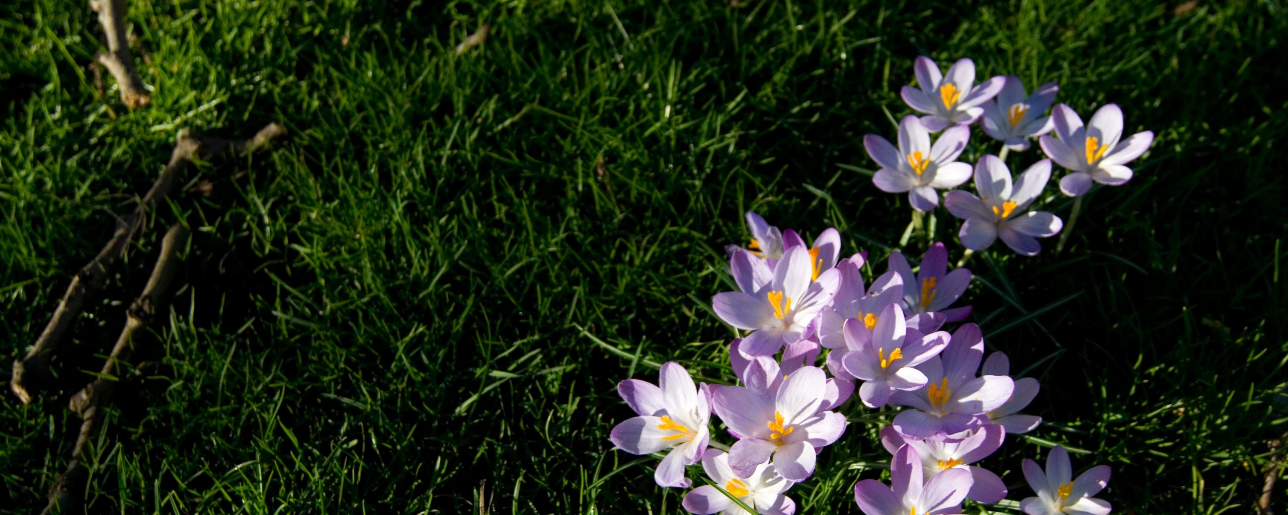 Фиалки на траве обои