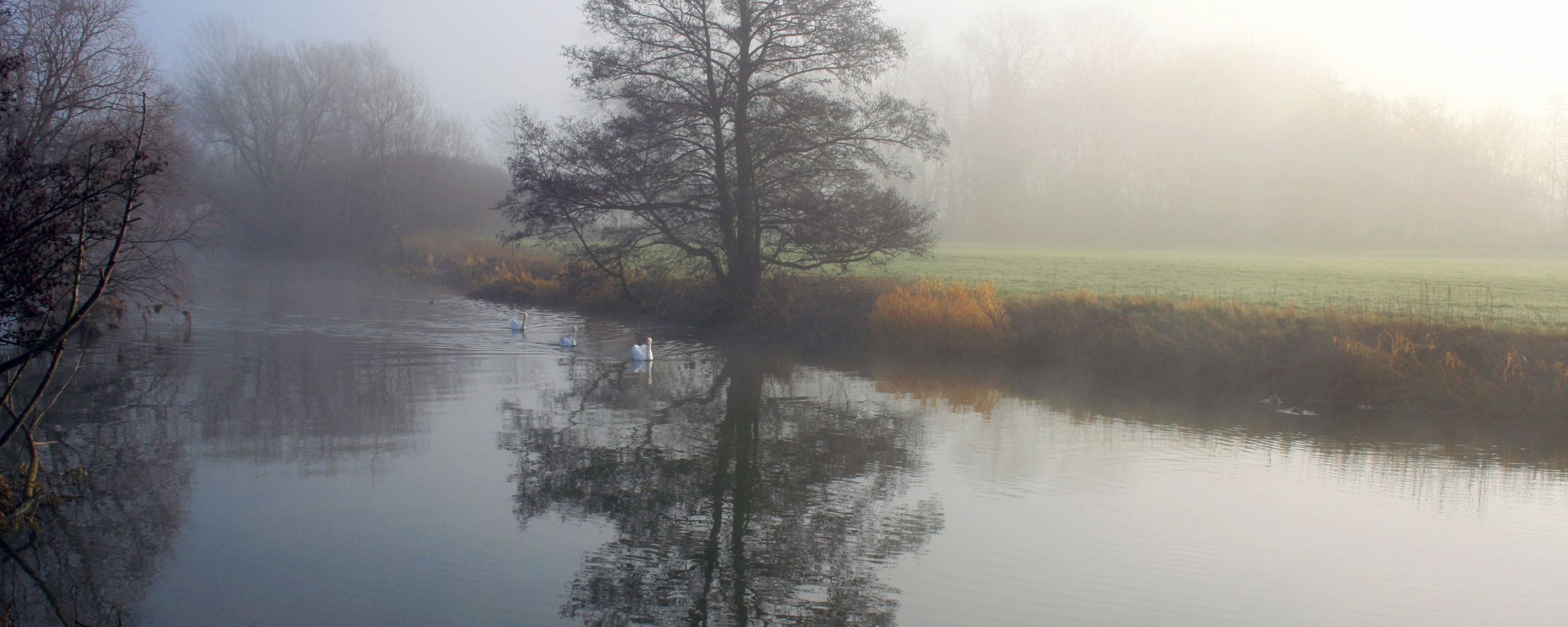 Дерево в тумане обои