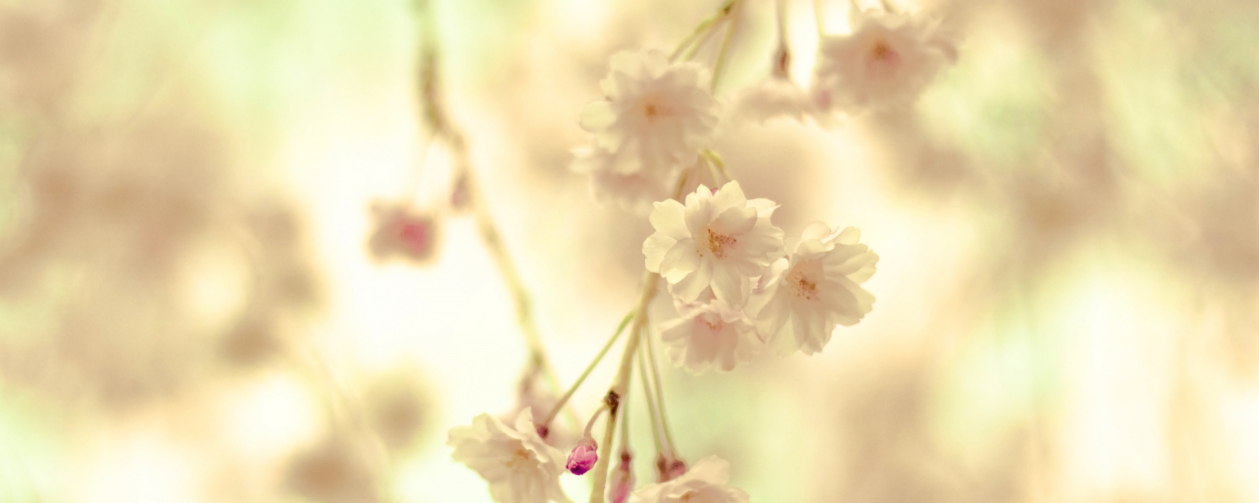 Нежные цветы обои