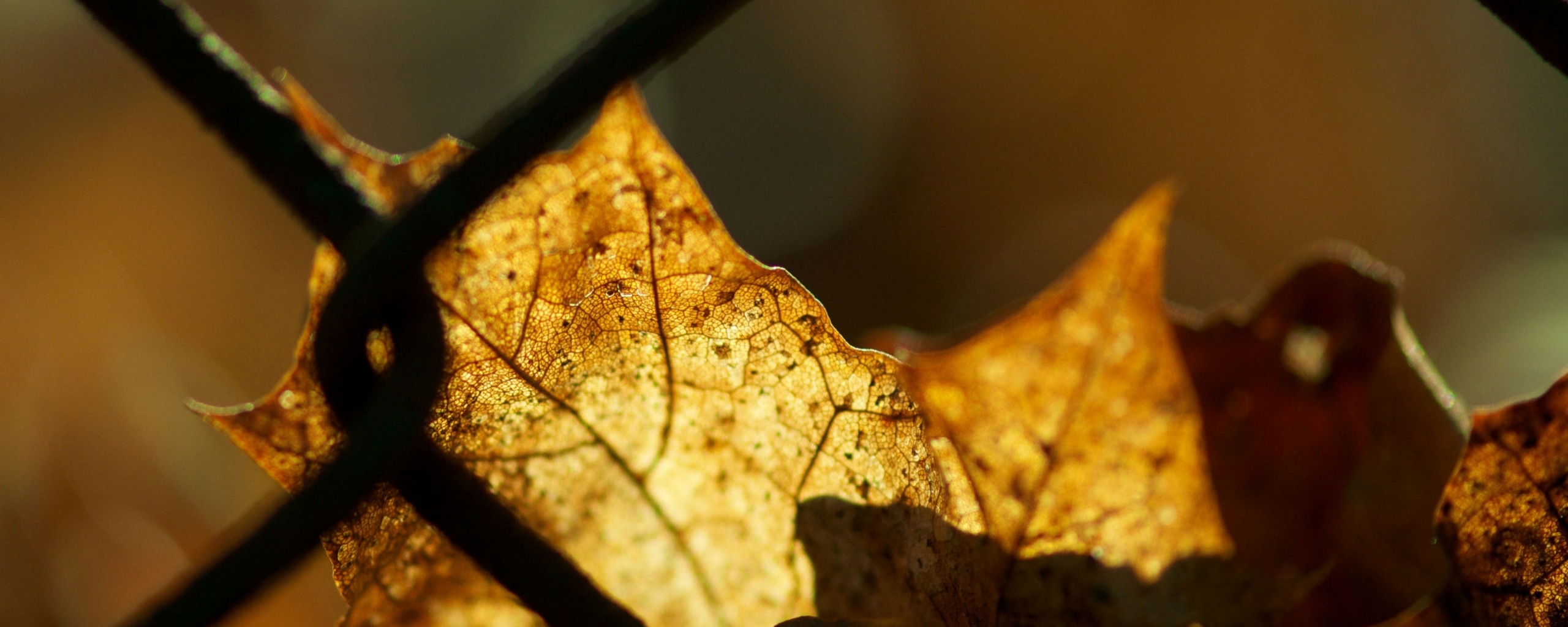 Осенний лист на забором обои