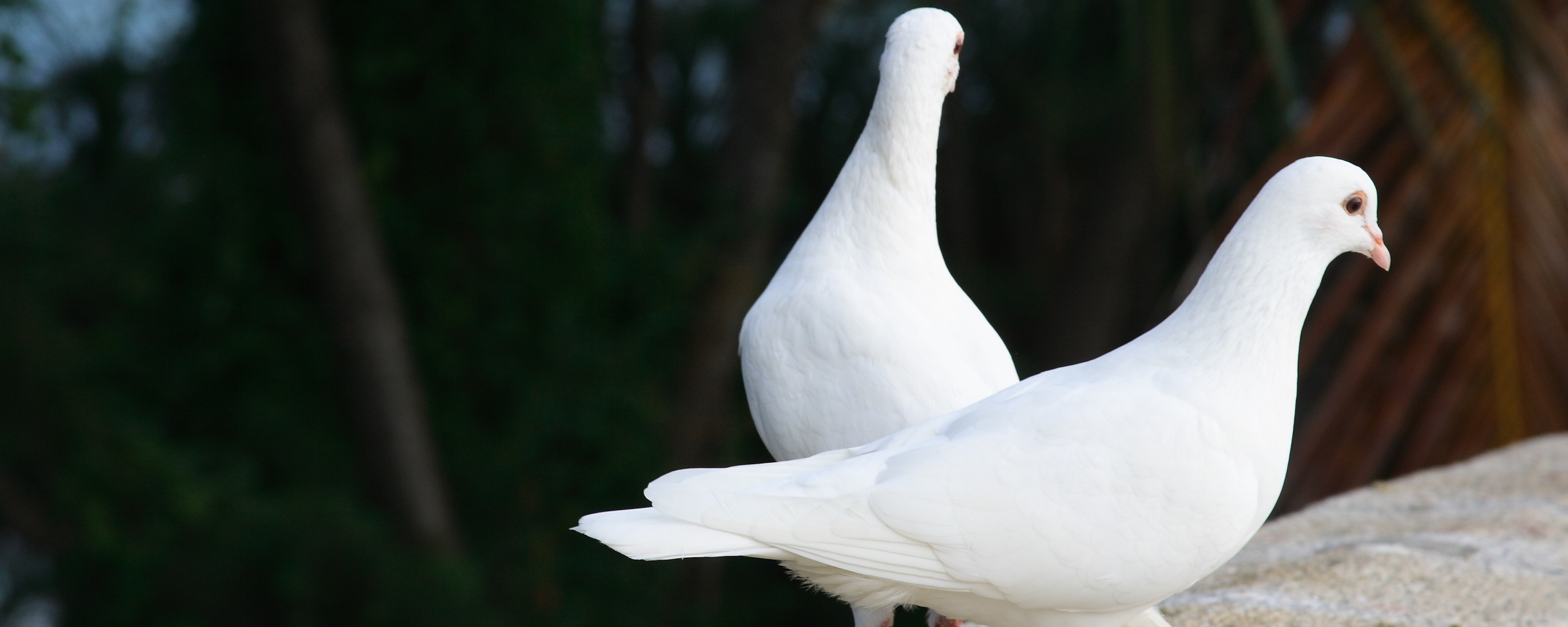 Два белых голубя обои
