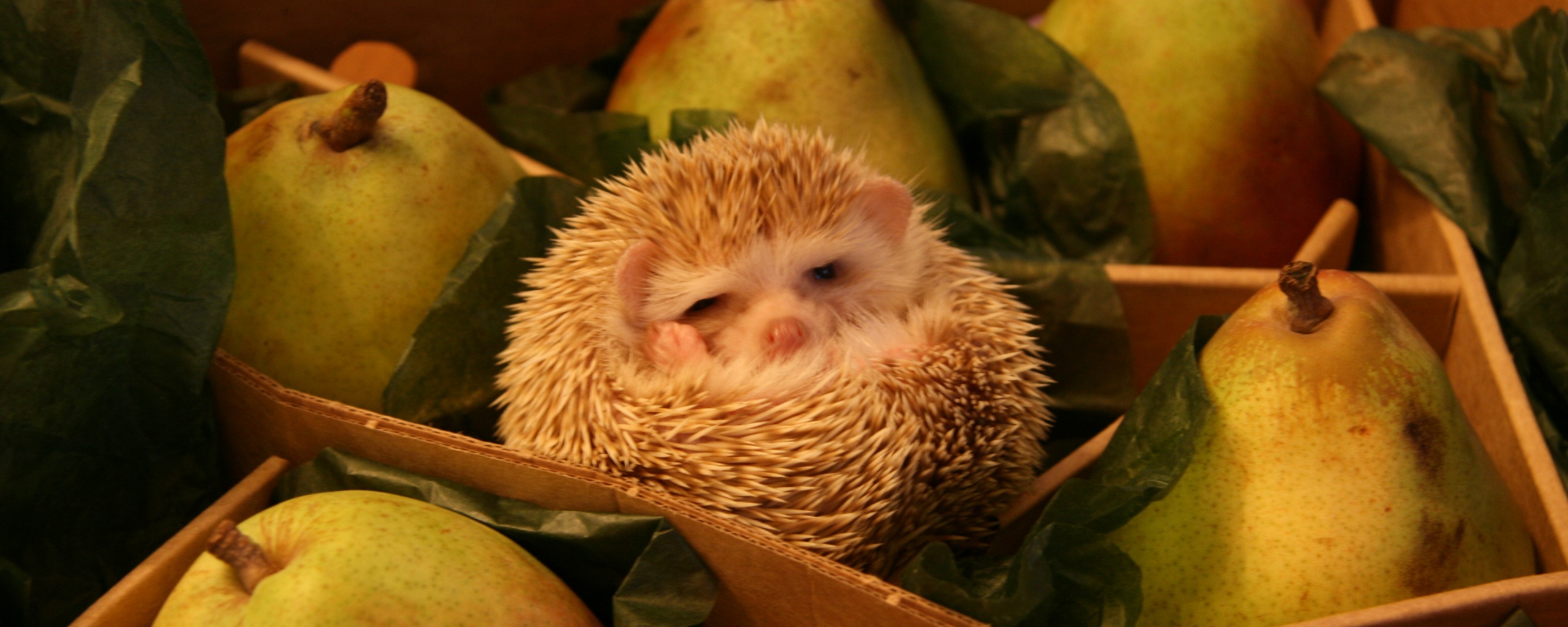 Ёжик в грушах обои