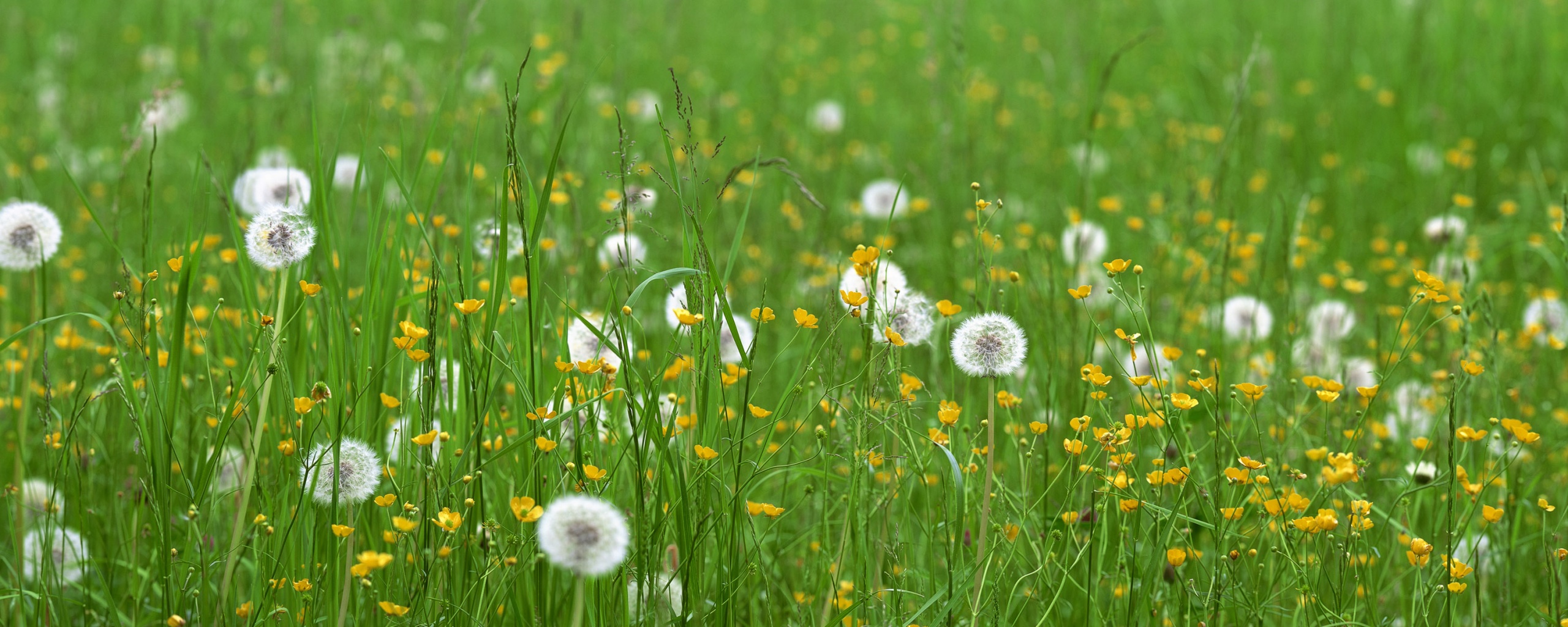 Поле одуванчиков обои