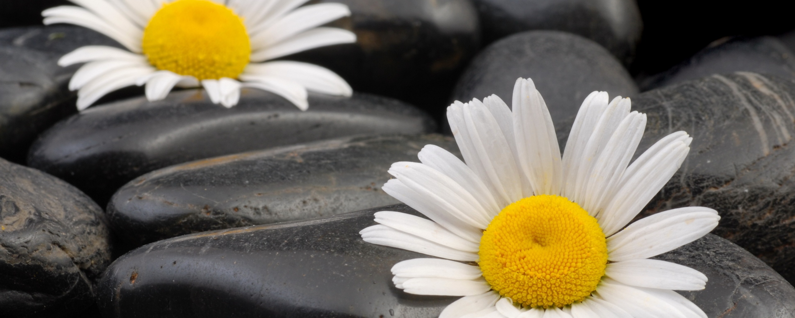 Ромашка среди гальки обои