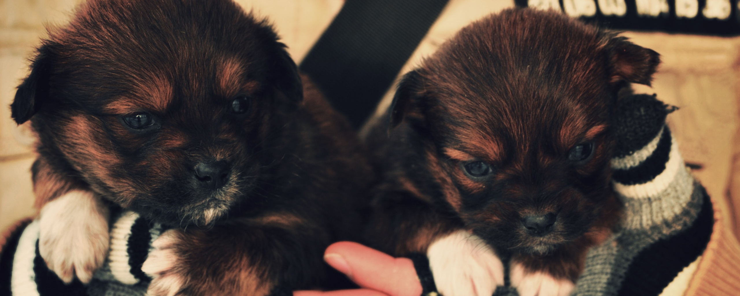 Два коричневых щенка обои