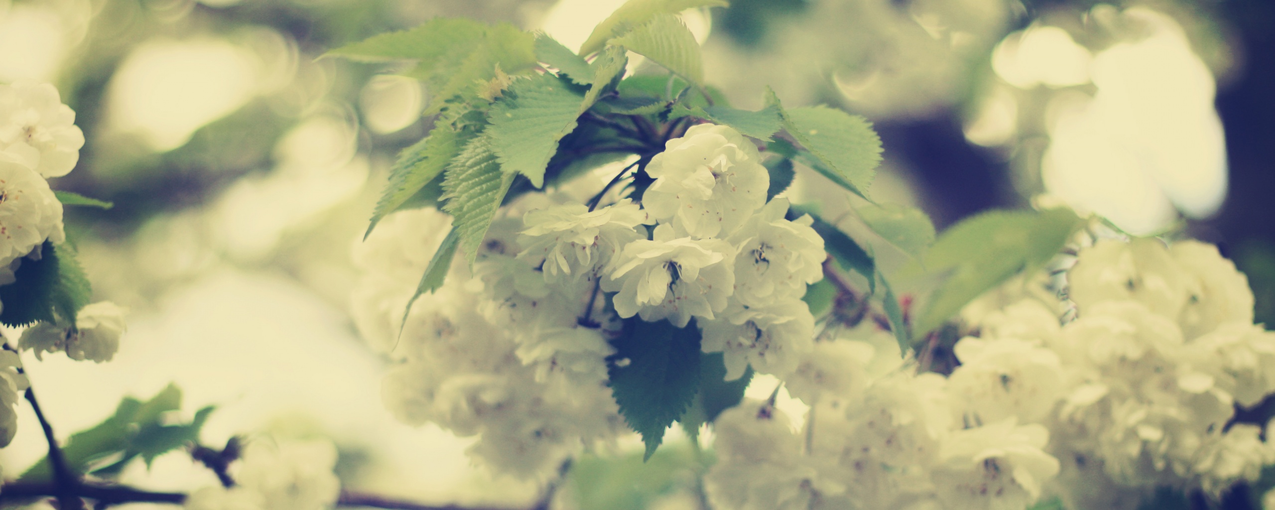 Цветущее дерево обои