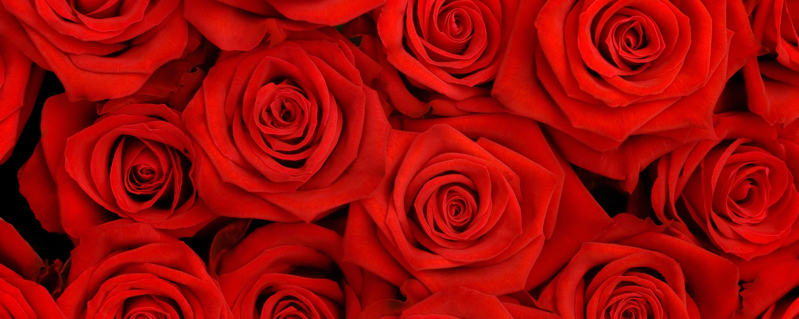 Букет красных роз обои