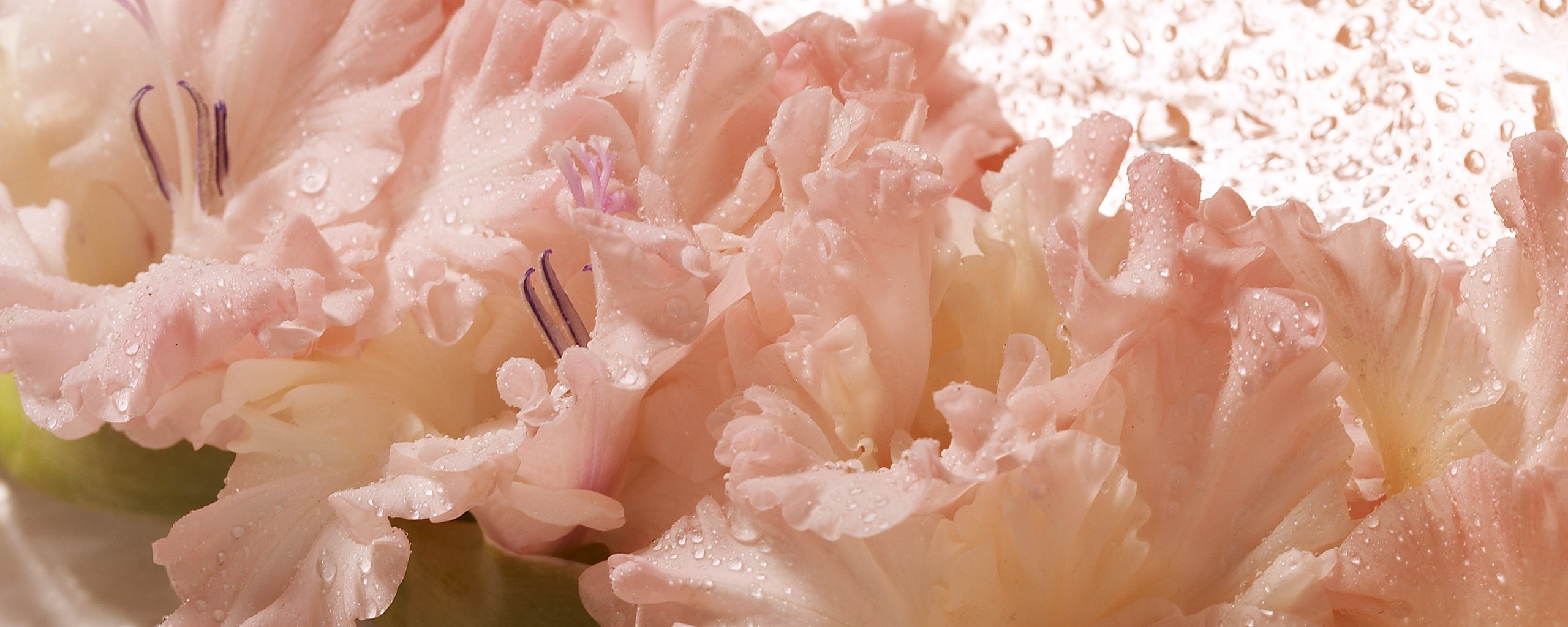 Гладиолус обои