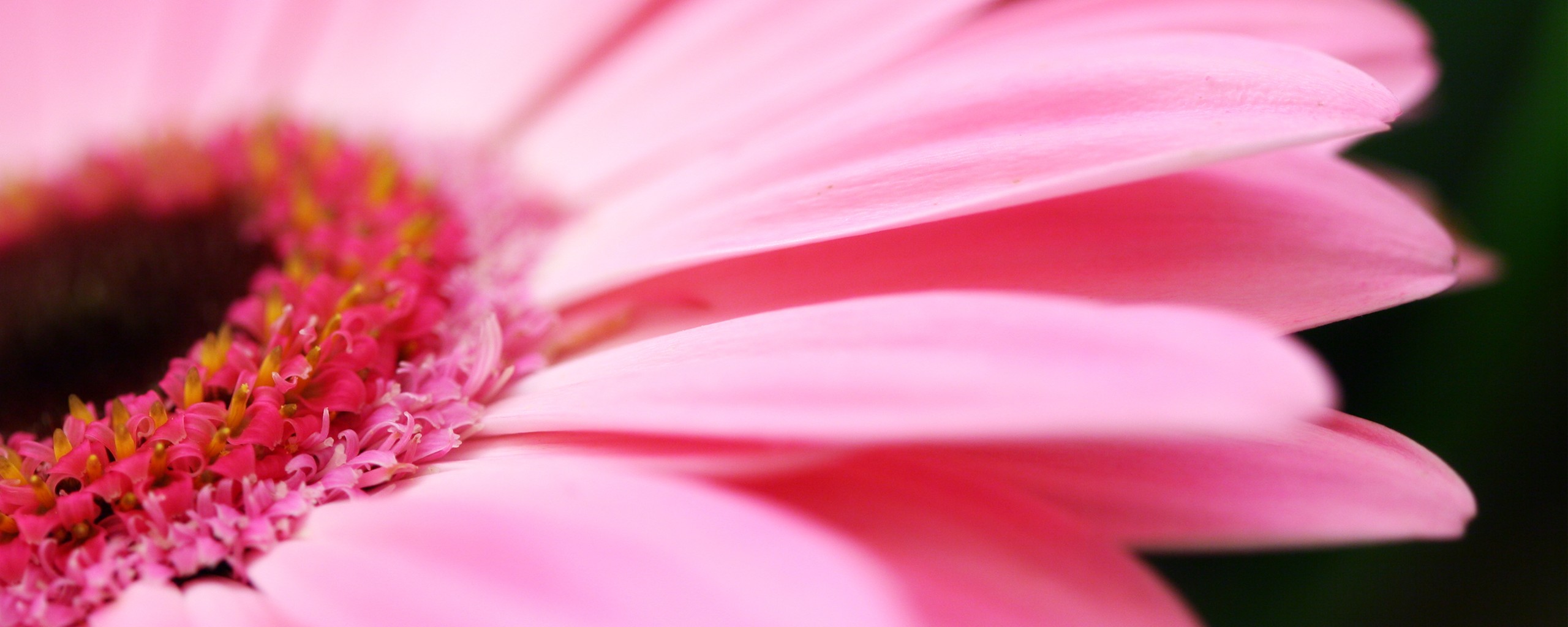 Гербер обои