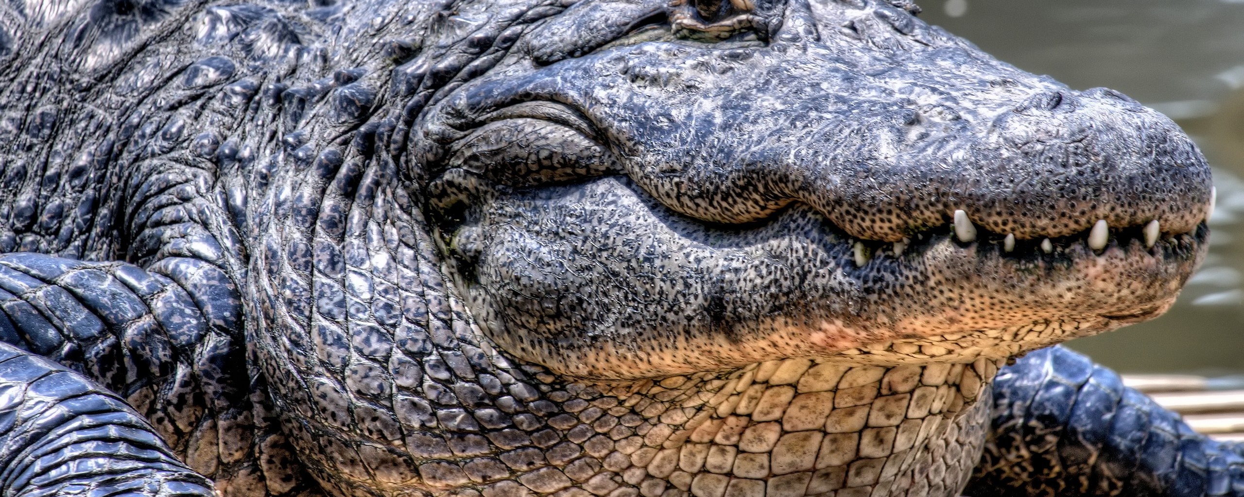Синий крокодил обои