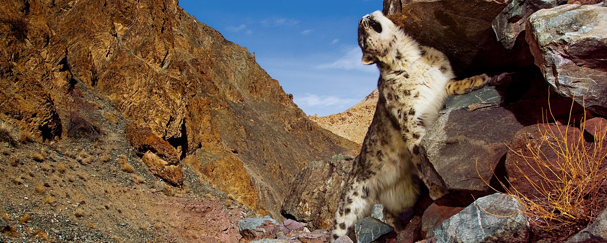 Барс чешется о камни обои