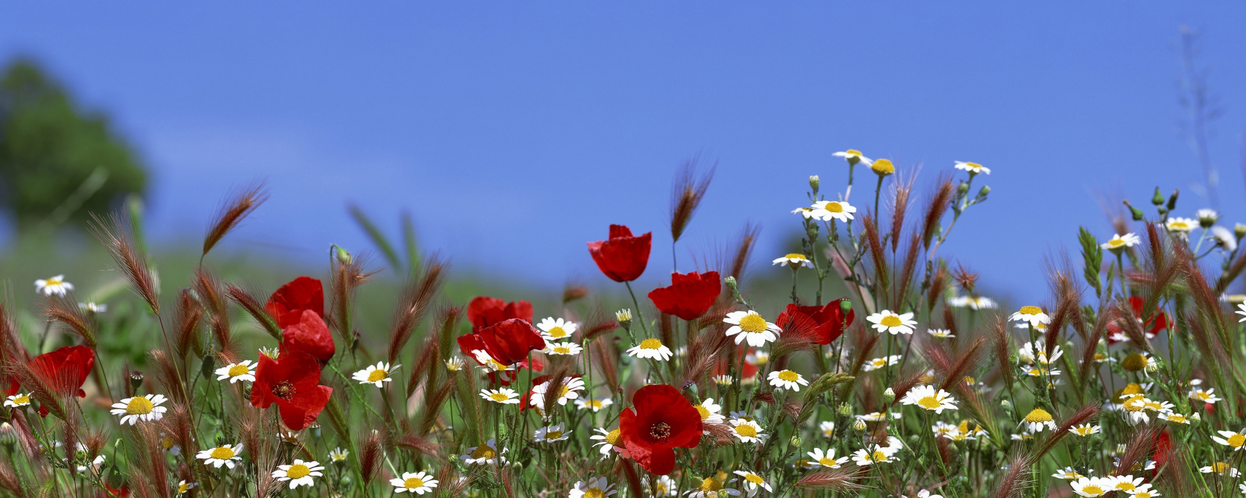 Цветы в поле обои