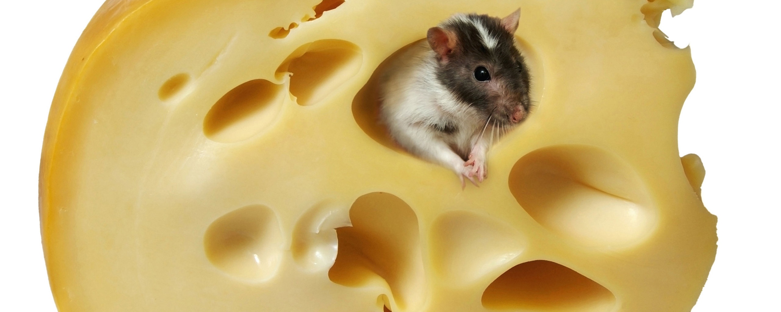 Мышка в сыре обои