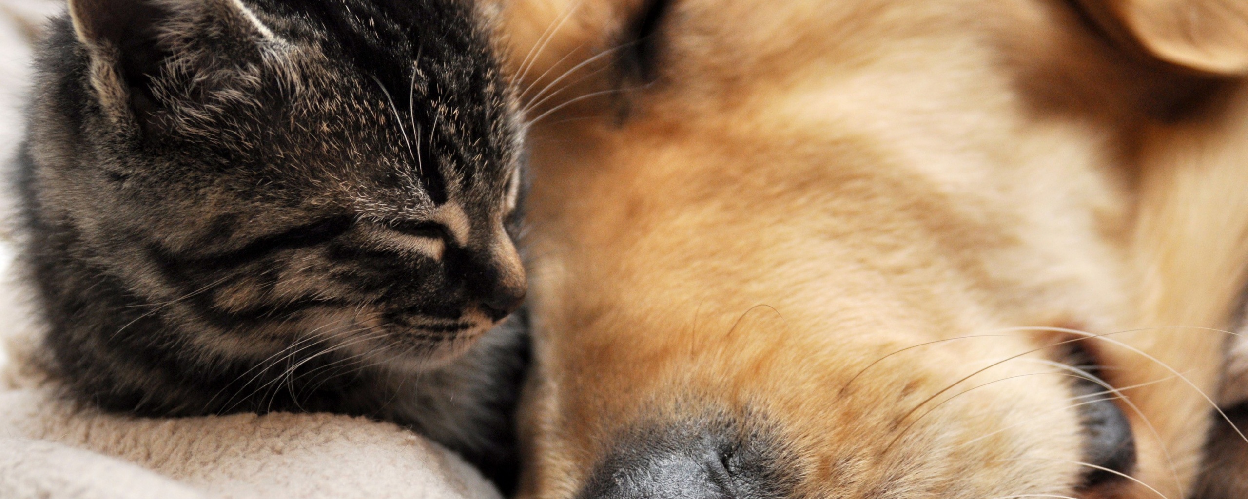 Кошка спит с собакой обои