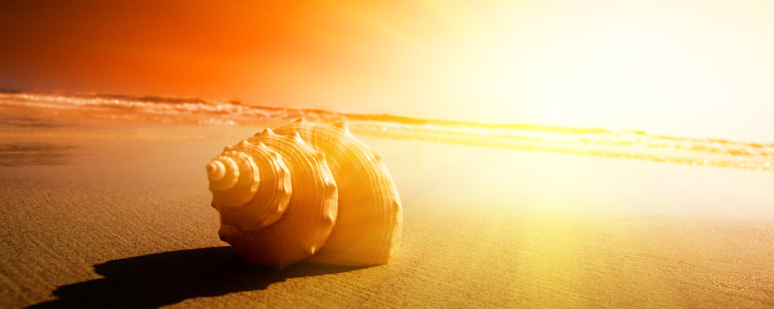 Золотистая ракушка обои