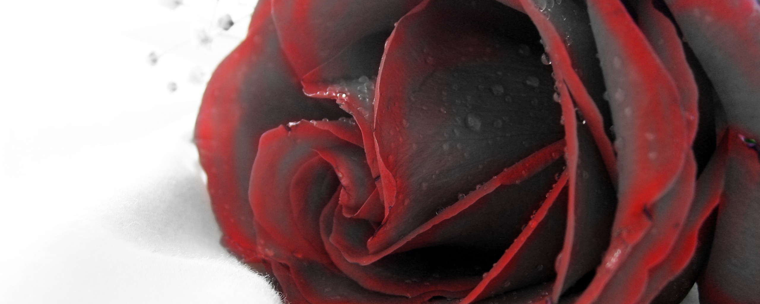 Чернеющая роза обои