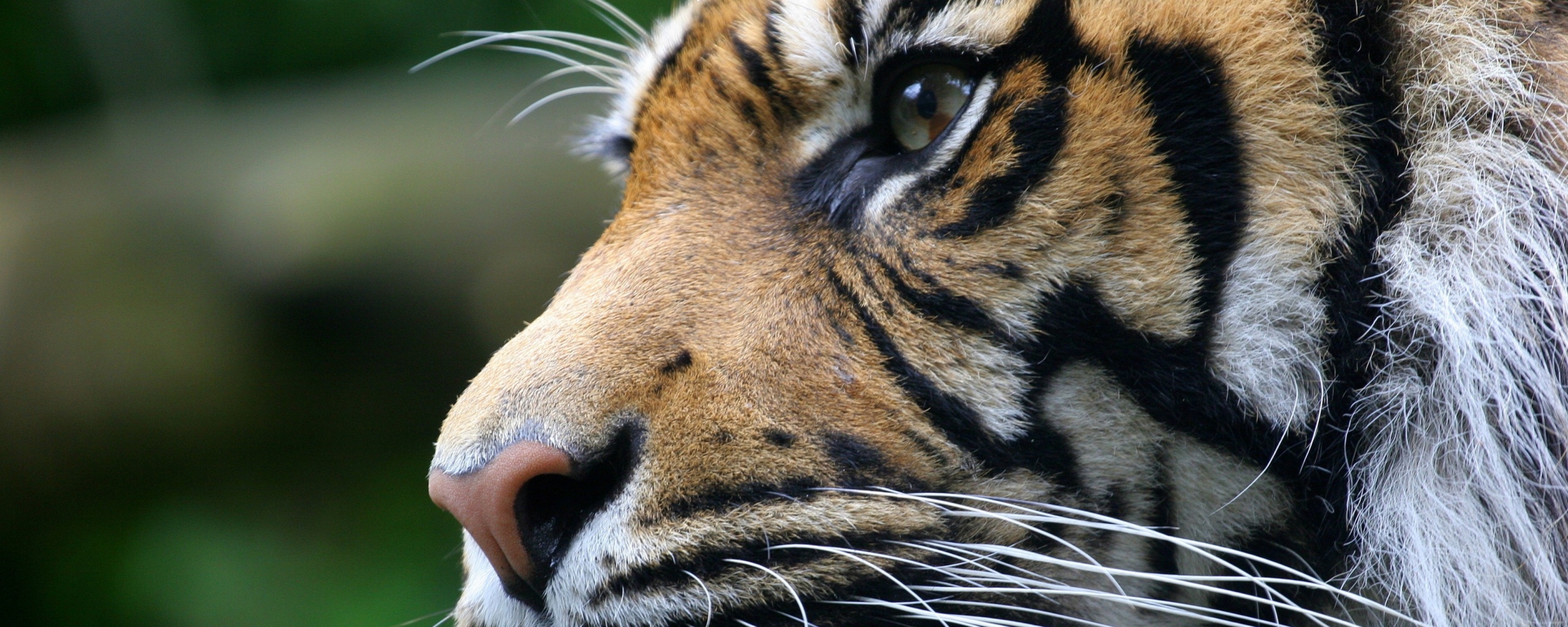 Взгляд тигра обои