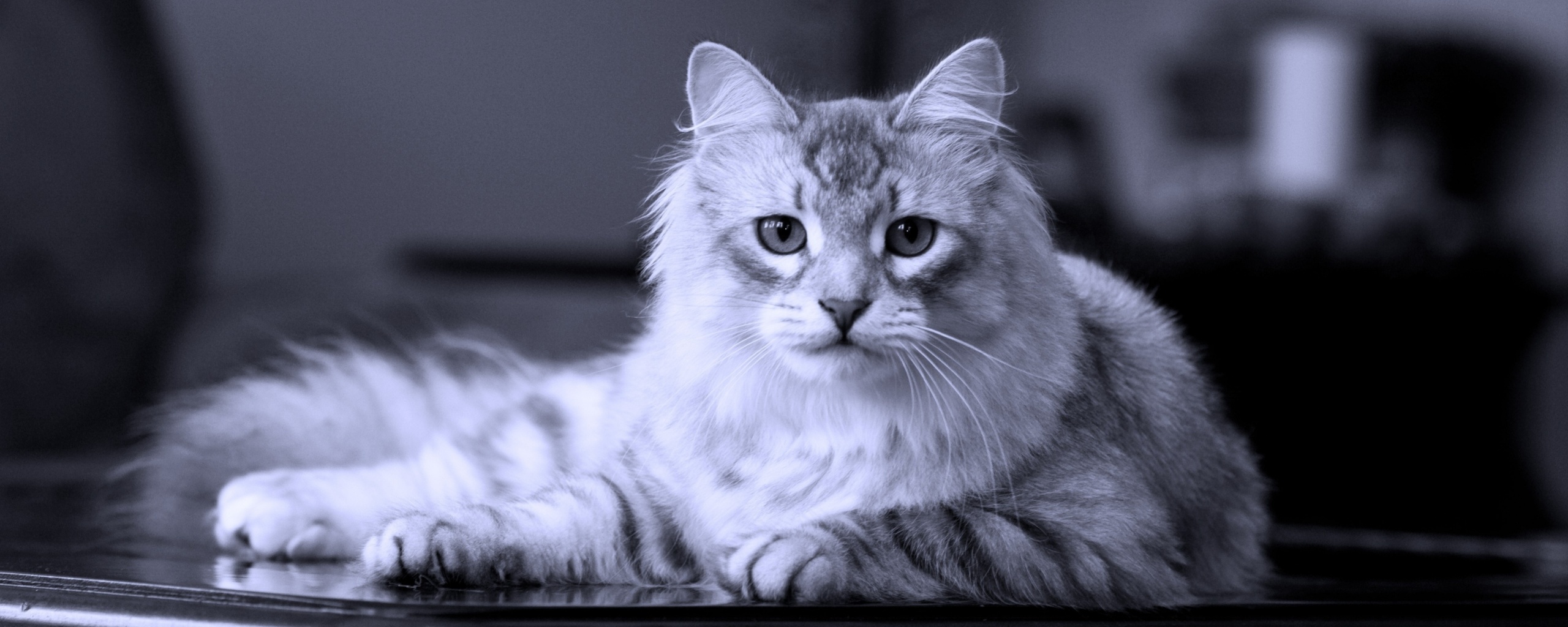 Кот благородных кровей обои