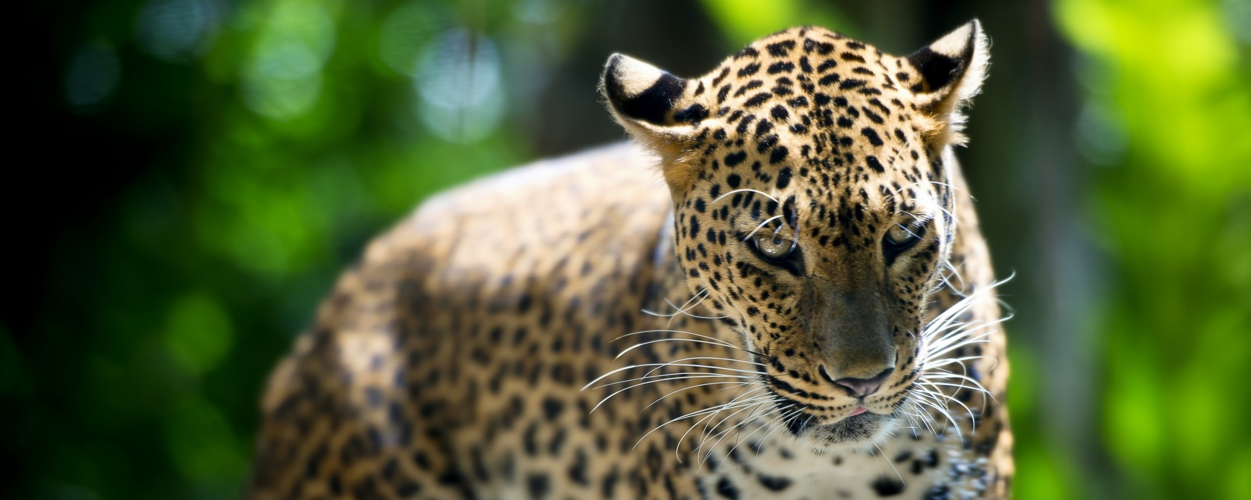 Леопард в сингапурском зоопарке обои