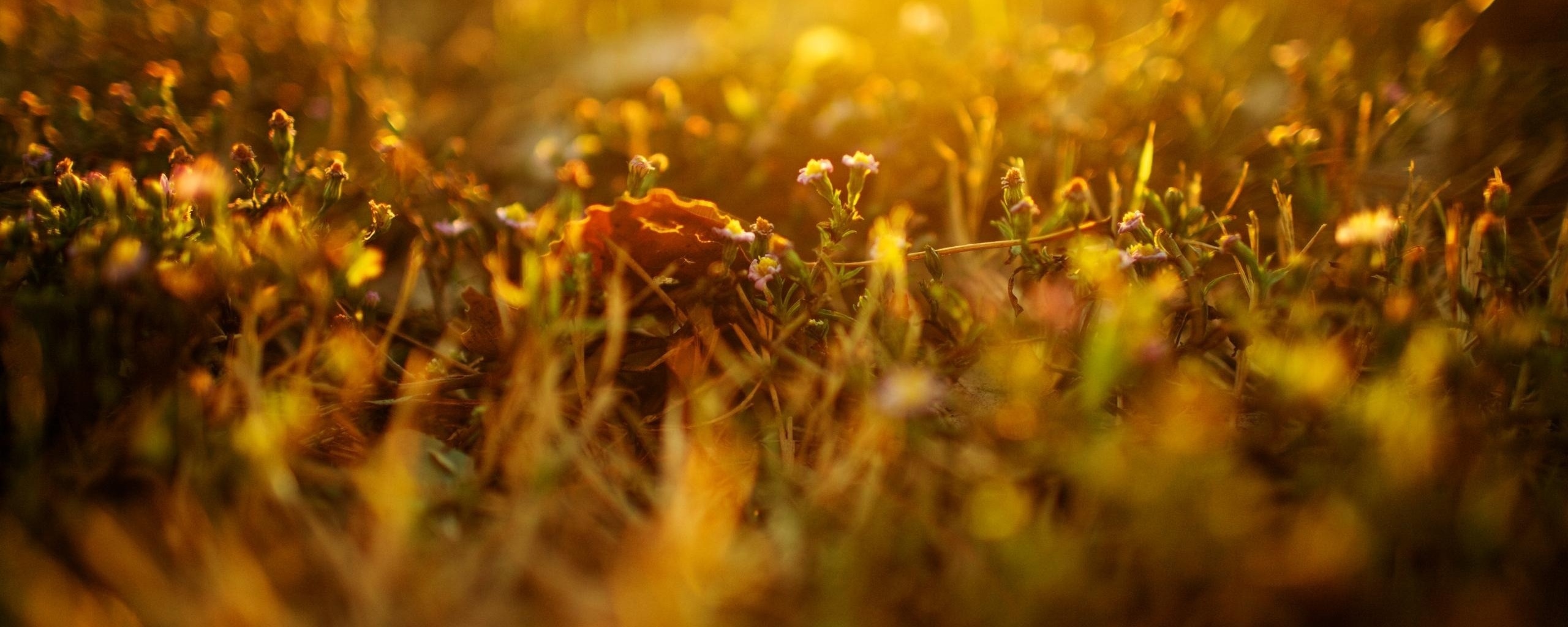 Полевые цветы в закатном солнце обои