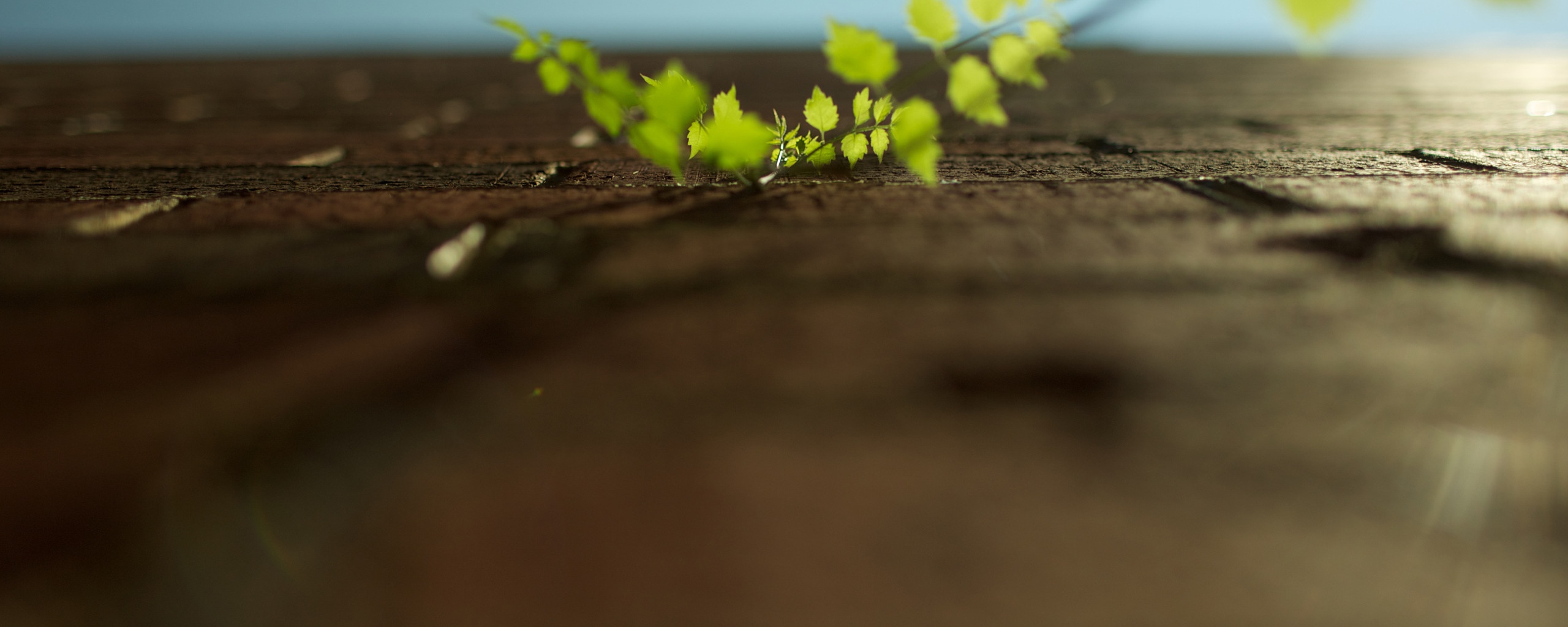 Зеленые ростки в стене обои