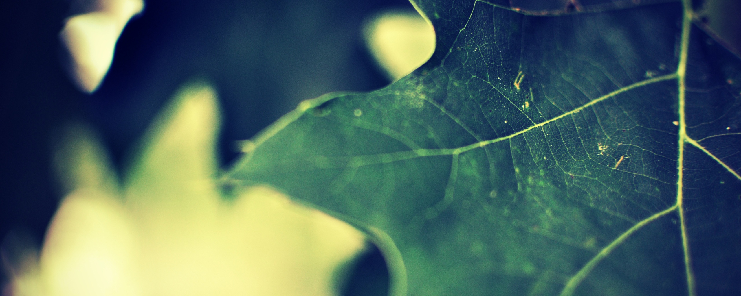 Темно-зеленый лист в макро обои