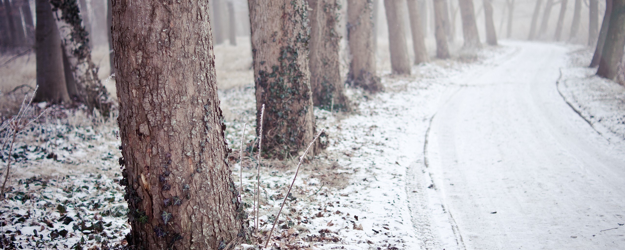 Дорога в зимнем лесу обои