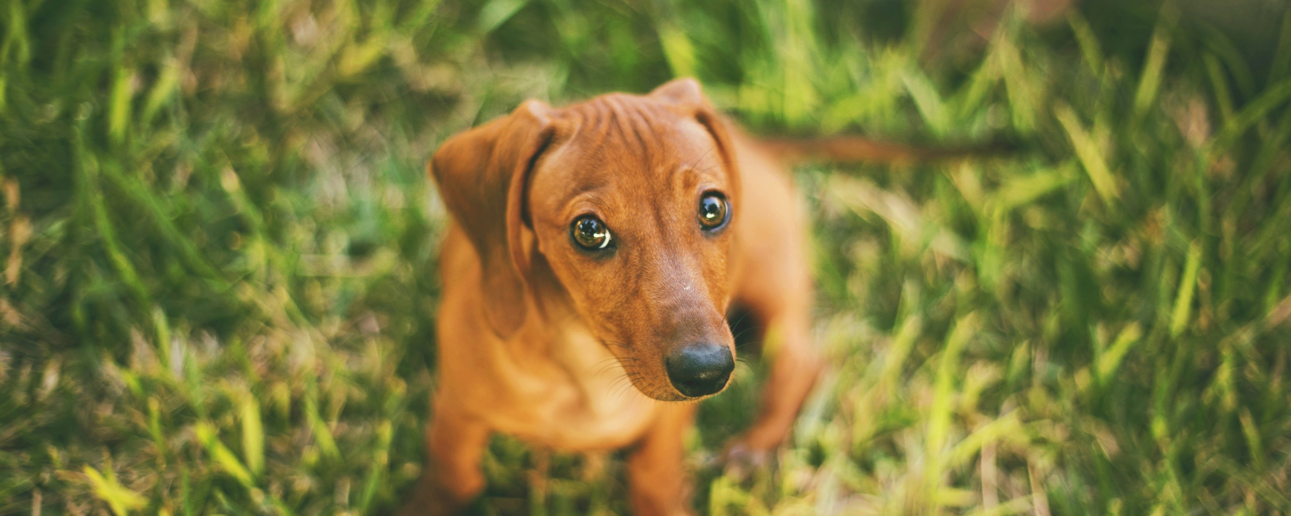 Маленькая милая такса обои