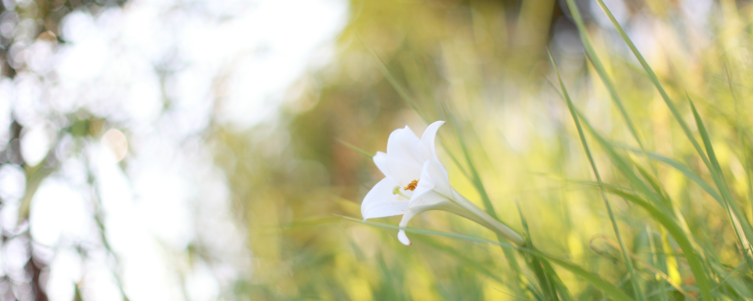 Цветок затерявшийся в траве обои