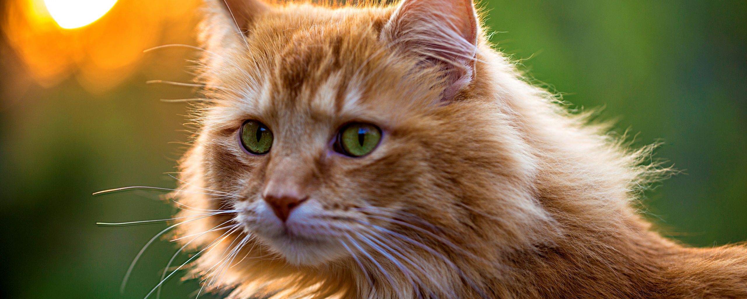Рыжий кот в лучах солнца обои