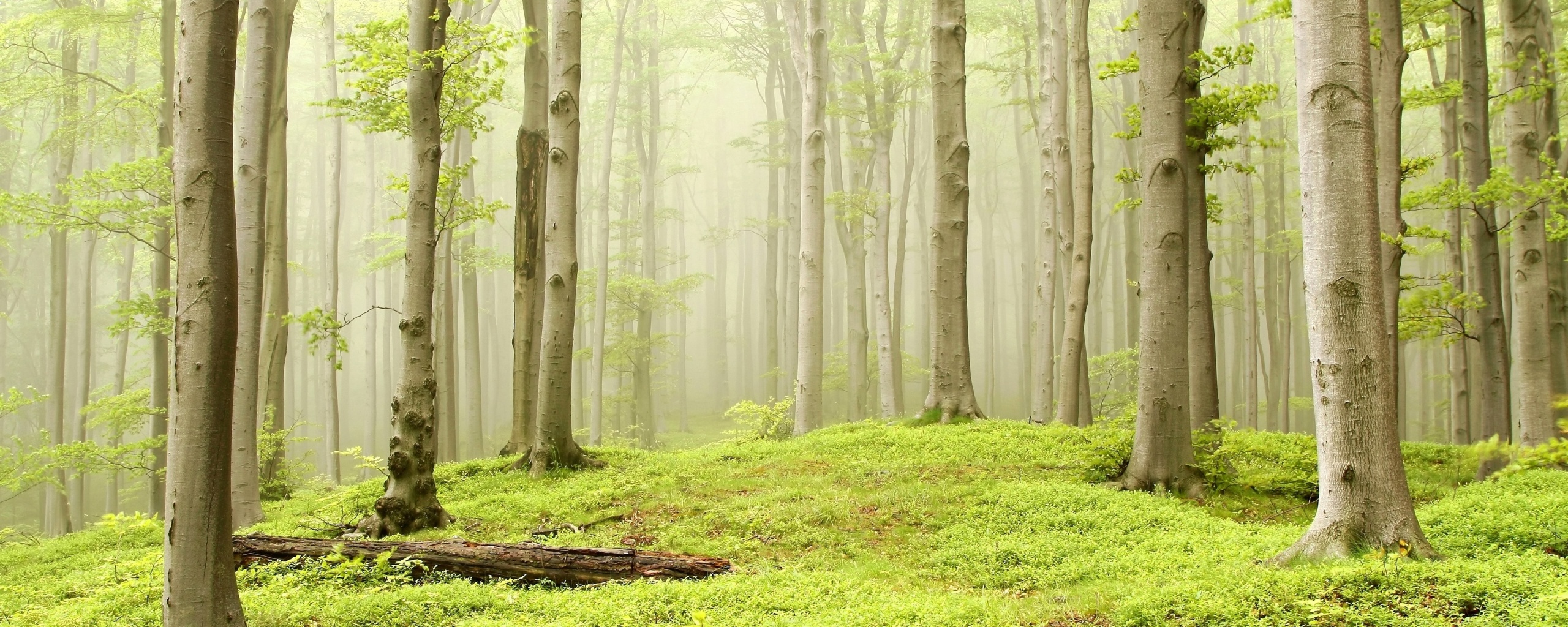 Опушка осинового леса обои