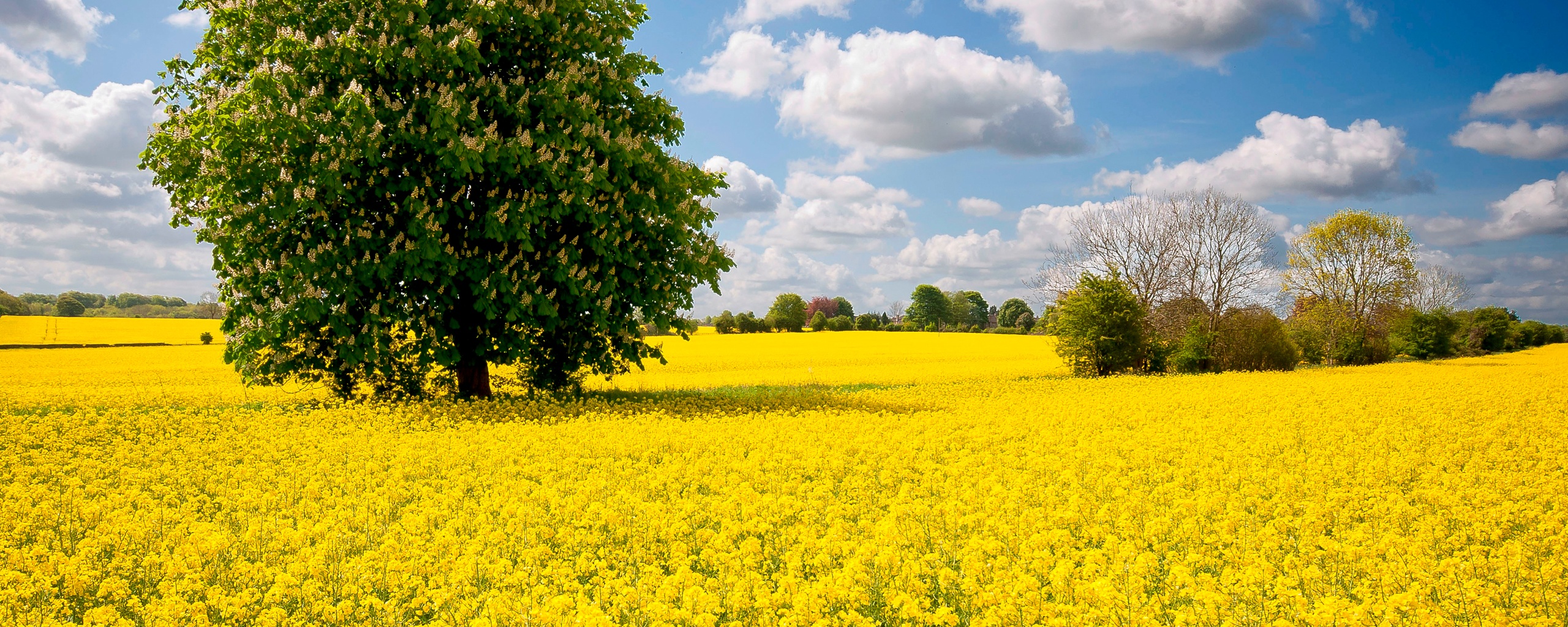 Каштан на цветочном поле обои