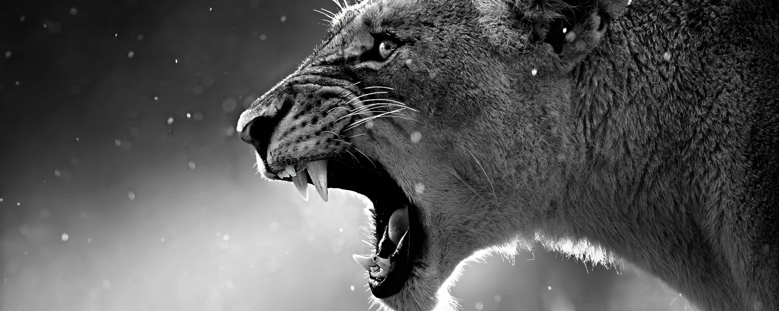 Грозный львиный рык обои