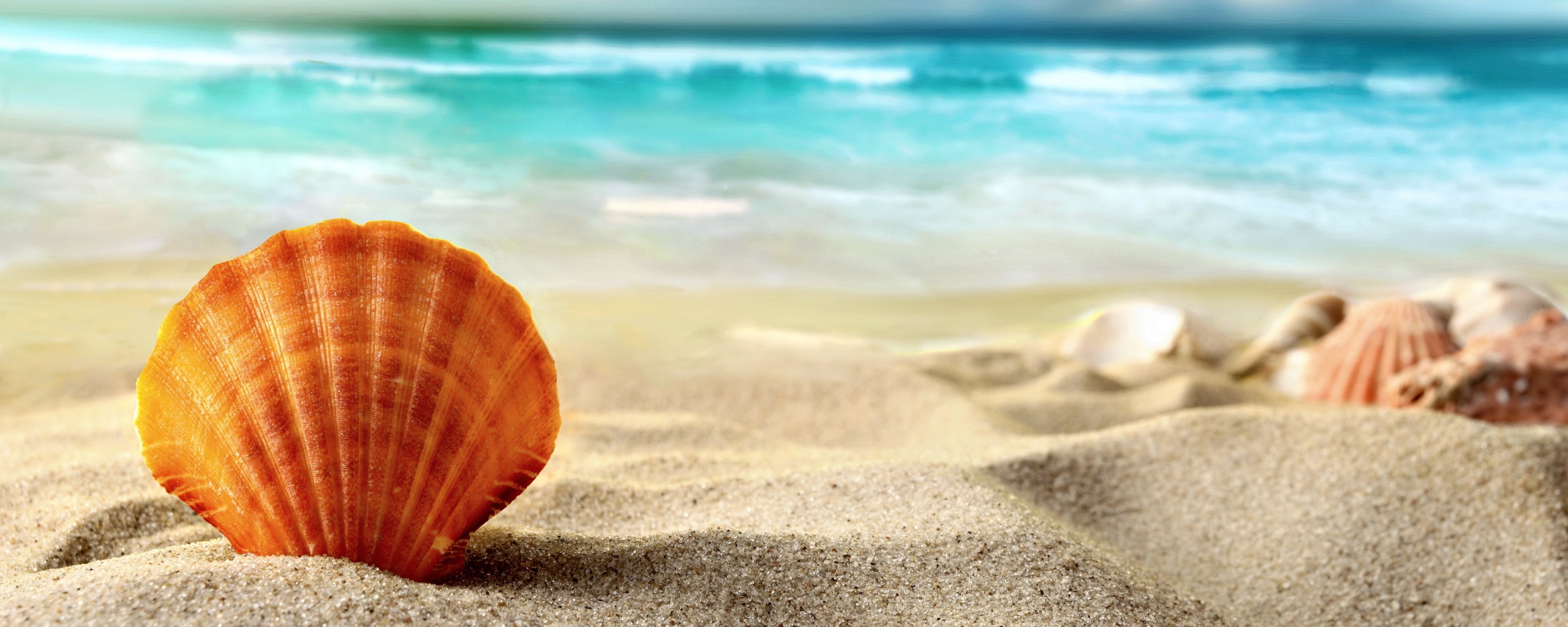 Раковина на летнем бережке обои