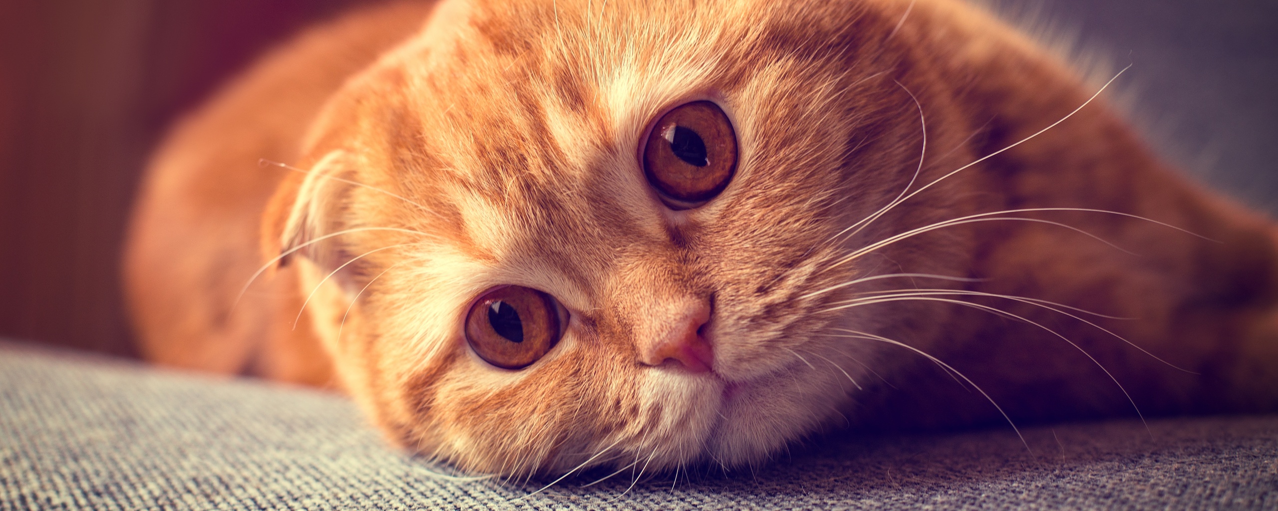 Скоттиш фолд рыжий обои