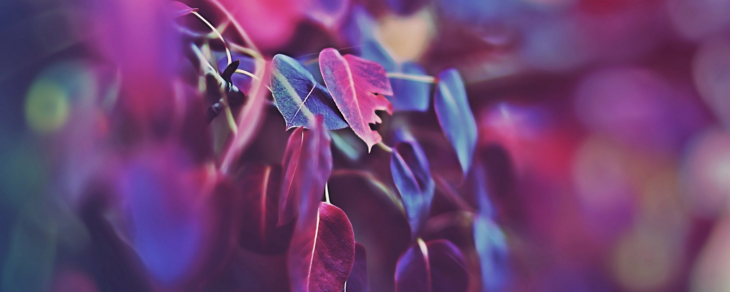 Фиолетовые листья обои